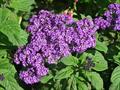 cherry pie  ، common heliotrope